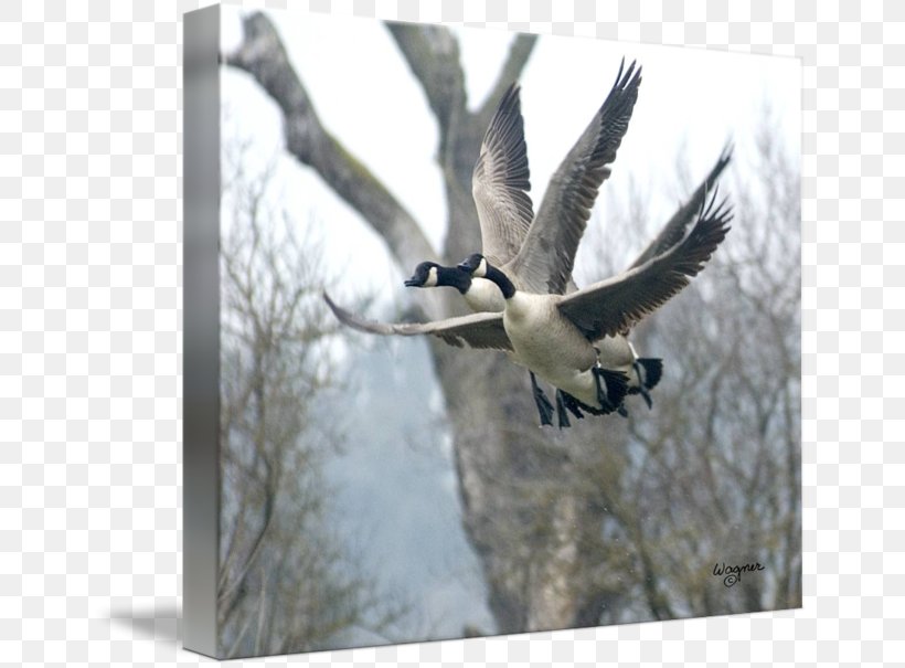 Goose Duck Fauna Feather Beak, PNG, 650x605px, Goose, Beak, Bird, Duck, Ducks Geese And Swans Download Free