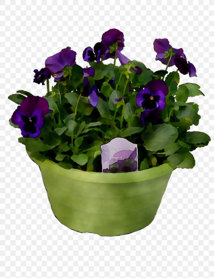 Pansy Cut Flowers Annual Plant Aubrieta, PNG, 1035x1345px, Pansy, Annual Plant, Aubrieta, Bellflower, Bellflower Family Download Free