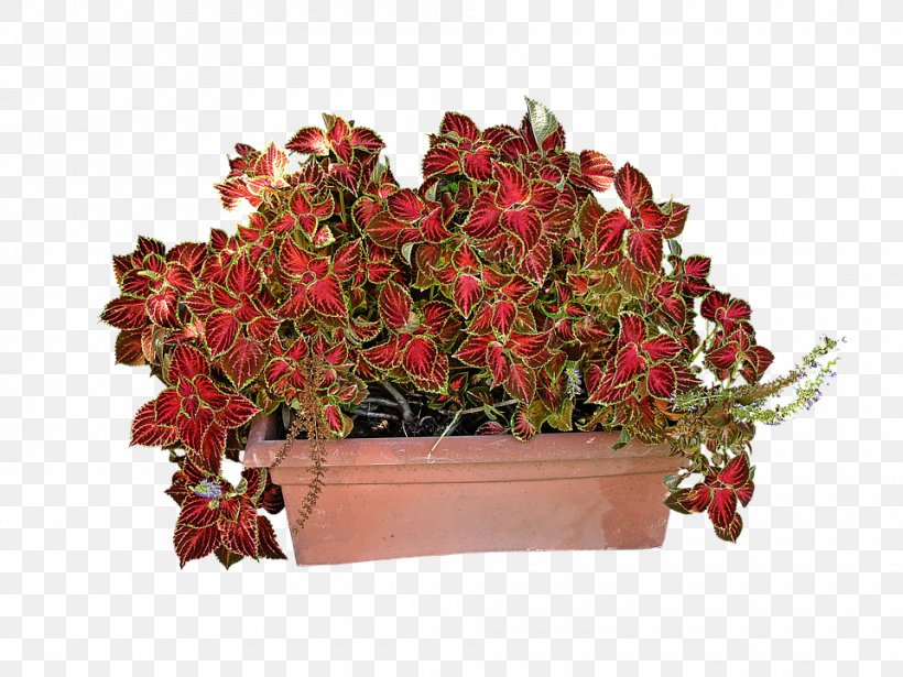 Plant Solenostemon Coleus Flower Garden, PNG, 960x720px, Plant, Artificial Flower, Begonia, Coleus, Cut Flowers Download Free