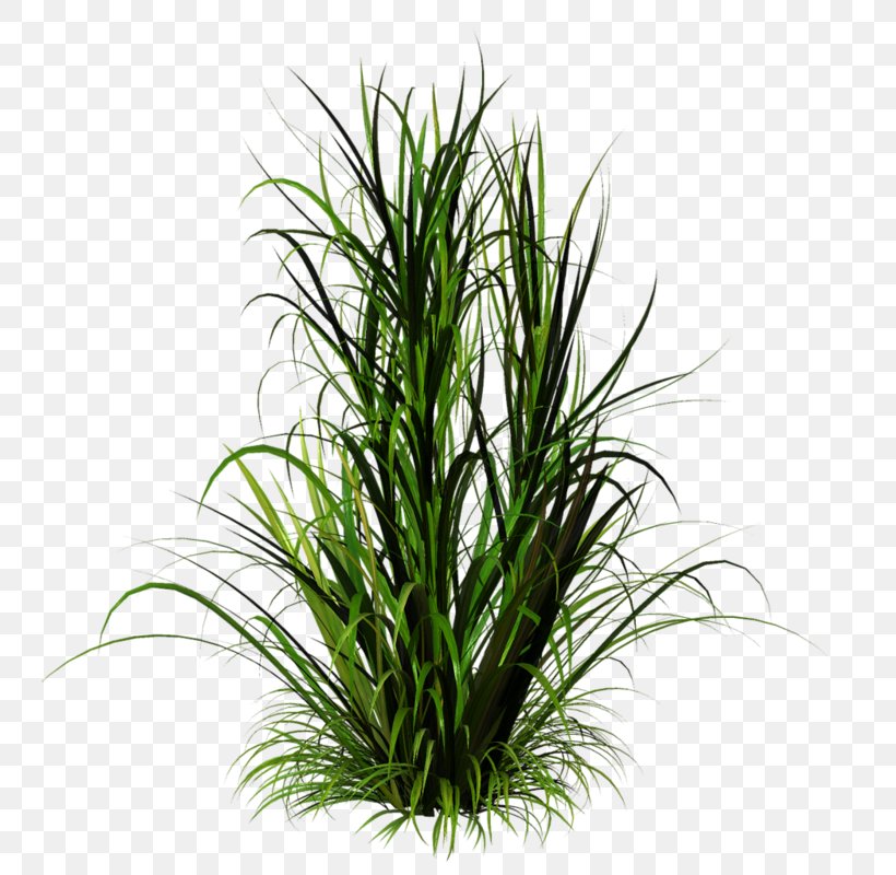 Plant Clip Art, PNG, 743x800px, Plant, Aquarium Decor, Evergreen, Flowerpot, Grass Download Free