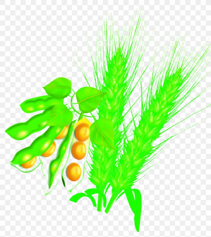 Soybean Wheat, PNG, 908x1024px, Soybean, Aquarium Decor, Commodity, Crop, Grass Download Free