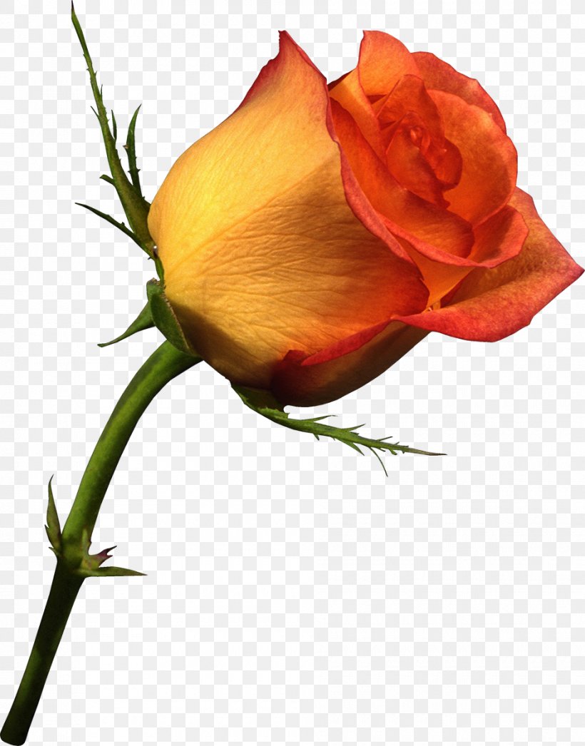 Valentine's Day Rose Gfycat, PNG, 940x1200px, Valentine S Day, Bud, Cut Flowers, Day, Father S Day Download Free