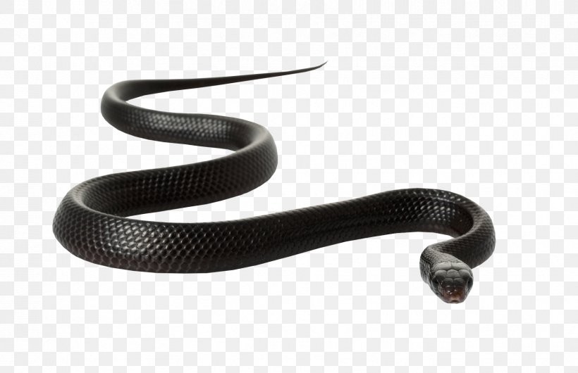 Black Rat Snake Clip Art, PNG, 1723x1114px, Snake, Black Mamba, Black Rat Snake, Display Resolution, Hardware Download Free