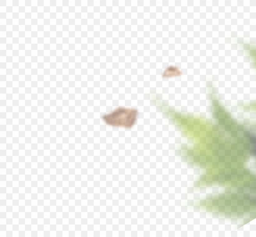 Walnut Leaf Ammonia Lawn Neutralization, PNG, 1078x1000px, Walnut, Ammonia, Close Up, Lawn, Leaf Download Free