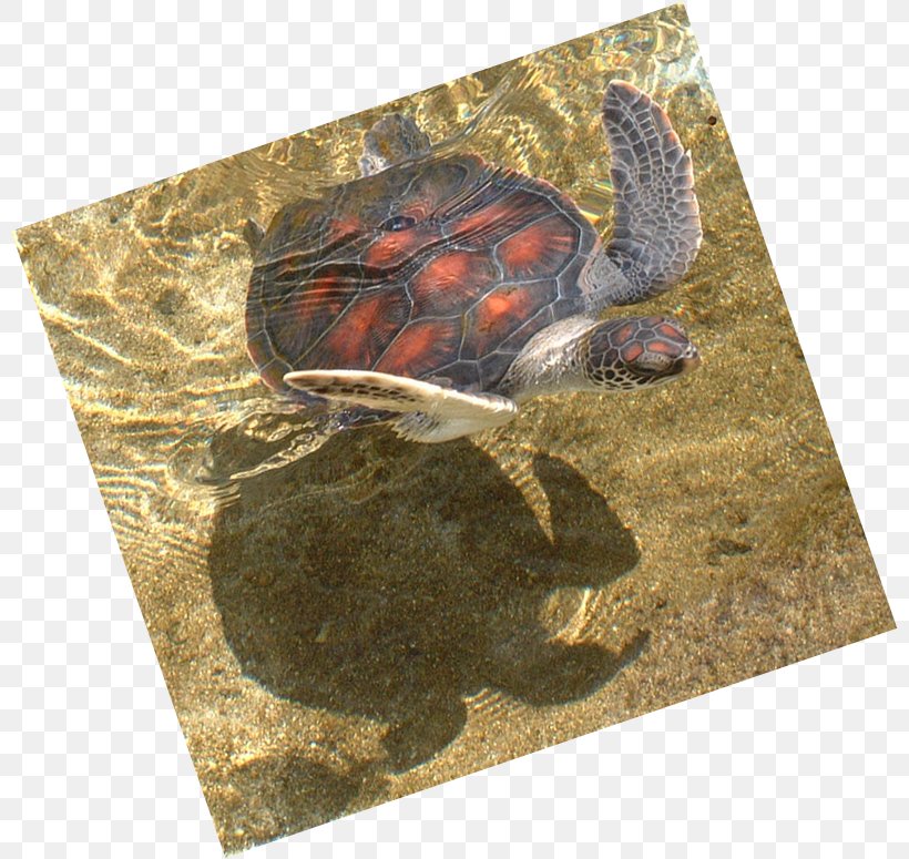 Tortoise Pond Turtles Loggerhead Sea Turtle, PNG, 801x775px, Tortoise, Emydidae, Fauna, Loggerhead Sea Turtle, Organism Download Free