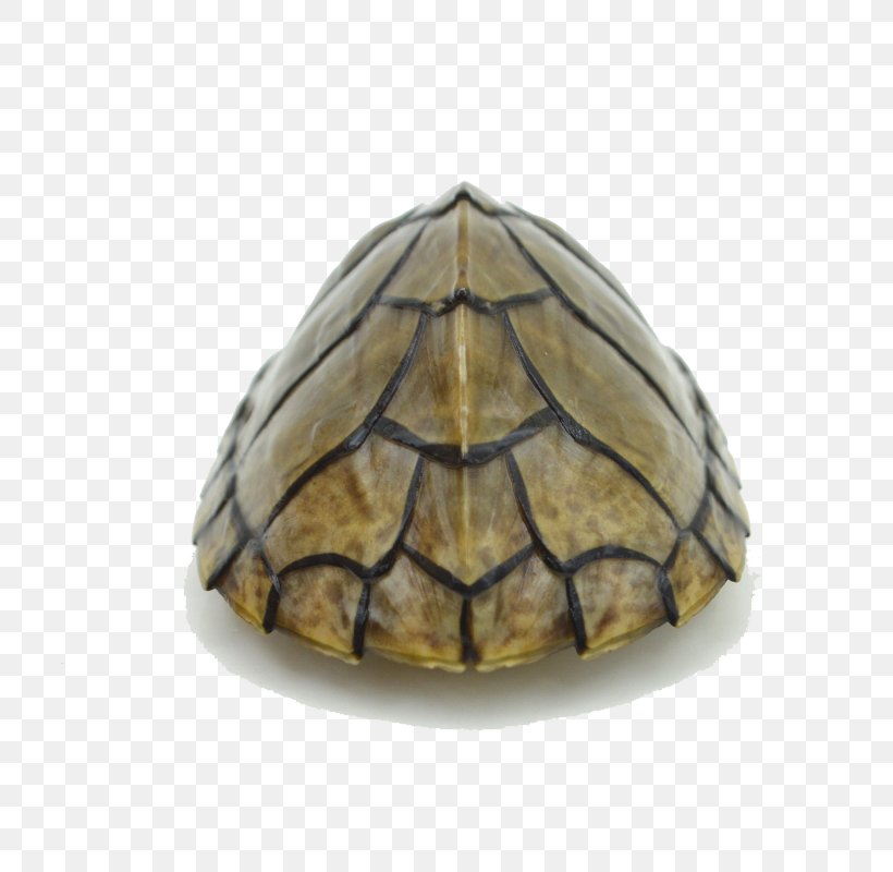 Box Turtle Tortoise, PNG, 800x800px, Turtle, Box Turtle, Emydidae, Google Images, Overtime Download Free