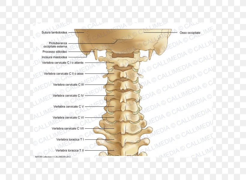 Cervical Vertebrae Vertebral Column Atlas Anatomy Ligament, PNG, 600x600px, Cervical Vertebrae, Anatomy, Atlantoaxial Joint, Atlantooccipital Joint, Atlas Download Free