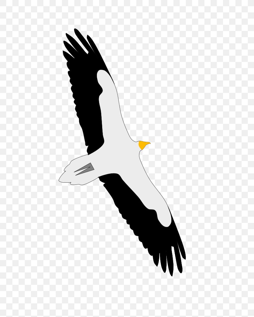 Bald Eagle Condor Beak Seabird, PNG, 724x1024px, Bald Eagle, Accipitriformes, Beak, Bird, Bird Of Prey Download Free