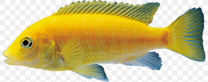 Goldfish Tilapia Aquarium, PNG, 800x326px, Goldfish, Aquarium, Bony Fish, Coral Reef Fish, Fauna Download Free