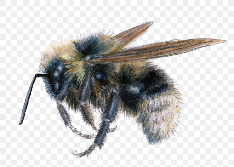Honey Bee Insect Psithyrus Bombus Vestalis, PNG, 1200x859px, Honey Bee, Arthropod, Bee, Bombus Bohemicus, Bombus Fernaldae Download Free