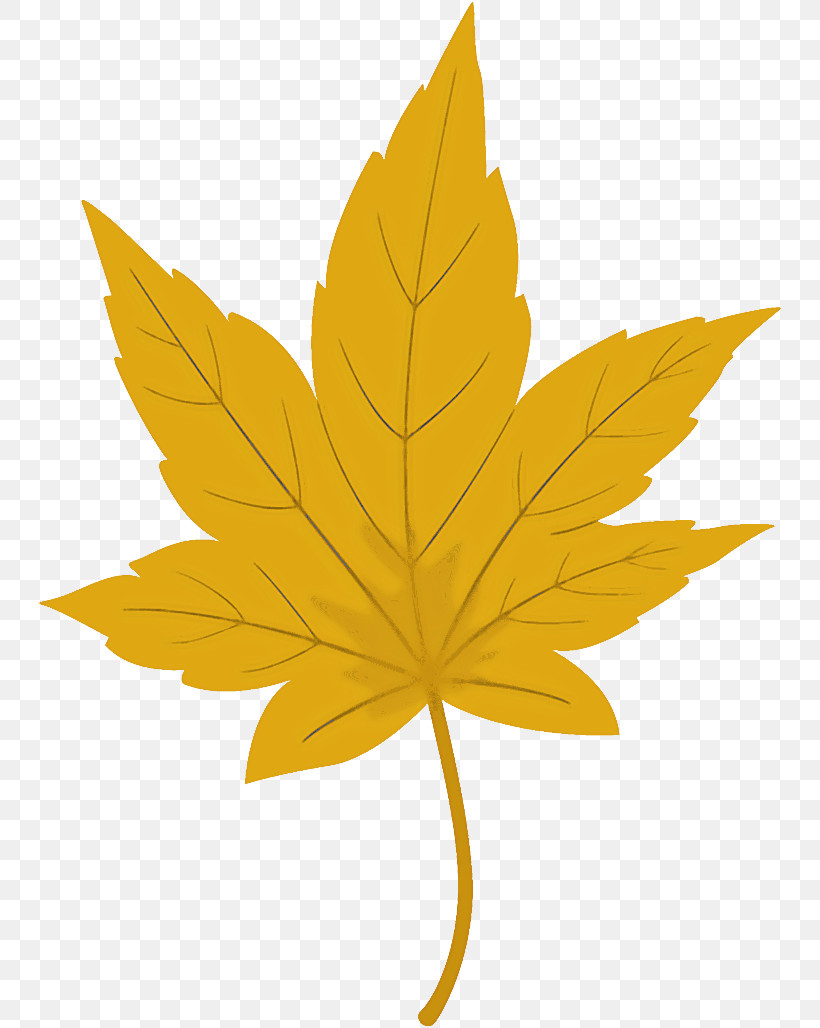 Maple Leaf Autumn Leaf Yellow Leaf, PNG, 744x1028px, Maple Leaf, Autumn Leaf, Black Maple, Flower, Hemp Family Download Free