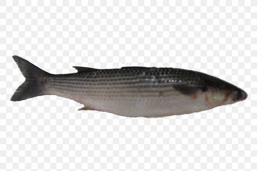 Milkfish Mullet Oily Fish Salmon, PNG, 1000x667px, Milkfish, Barramundi, Bass, Bonito, Bony Fish Download Free