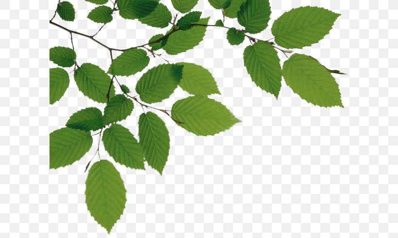 Tree Branch, PNG, 616x491px, Tree, Beech, Branch, Display Resolution, Grass Download Free