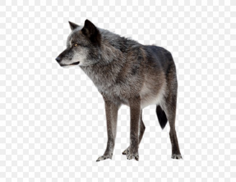 Arctic Wolf Saarloos Wolfdog, PNG, 850x659px, Arctic Wolf, Animal, Canis, Canis Lupus Tundrarum, Carnivoran Download Free