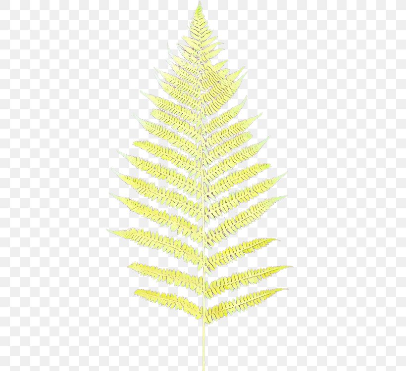 Christmas Tree Christmas Ornament Spruce Christmas Day Fir, PNG, 500x750px, Christmas Tree, American Larch, Branch, Christmas Day, Christmas Decoration Download Free