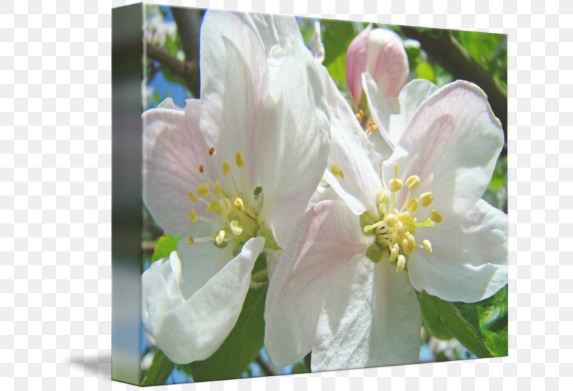 Gallery Wrap Canvas Art Printing Easter, PNG, 650x560px, Gallery Wrap, Art, Blossom, Branch, Canvas Download Free