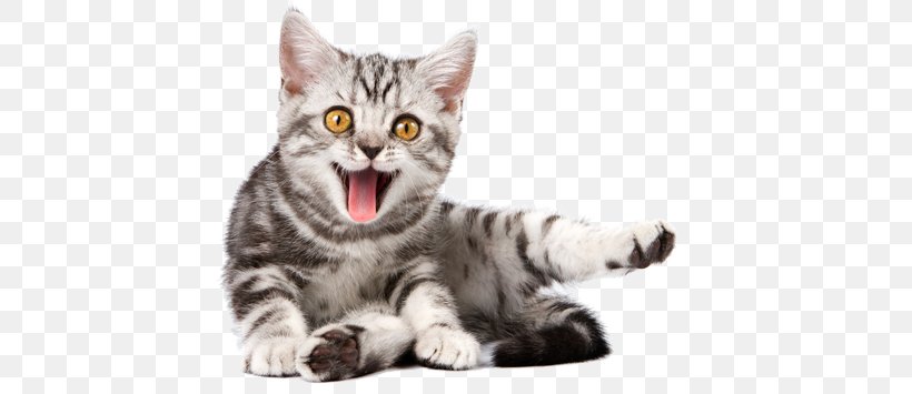Kitten Cat Veterinarian Dog Stock Photography, PNG, 500x355px, Kitten, American Shorthair, American Wirehair, Asian, California Spangled Download Free