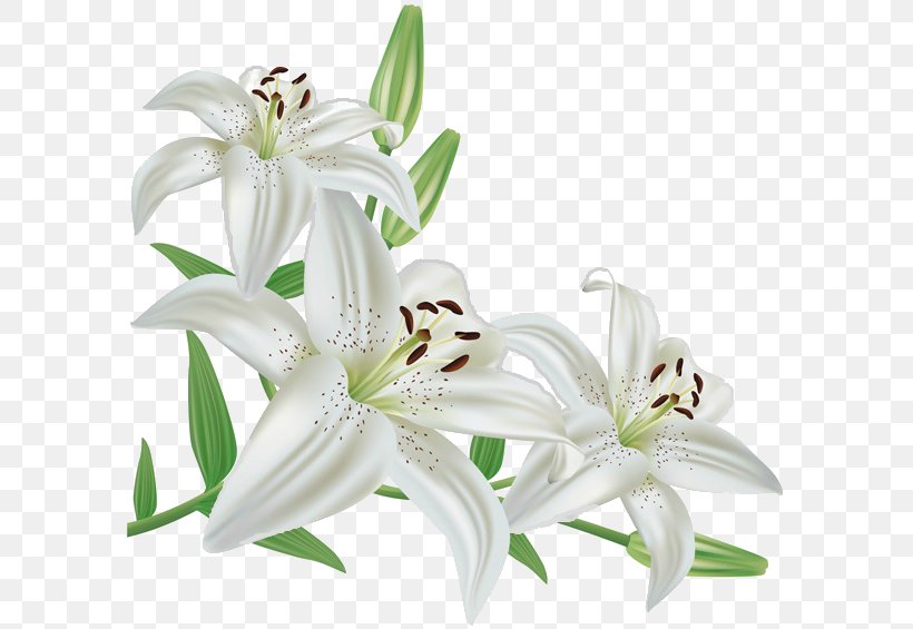 Madonna Lily Flower Lily 'Stargazer', PNG, 591x565px, Madonna Lily, Arumlily, Cut Flowers, Drawing, Easter Lily Download Free