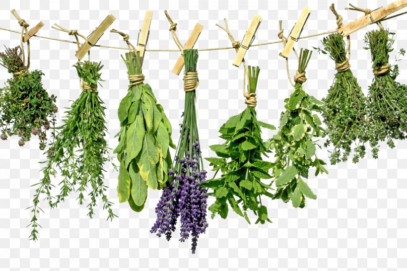 Tea Herb Greek Cuisine Health Spice, PNG, 2508x1672px, Tea, Branch, Flavor, Food, Food Drying Download Free