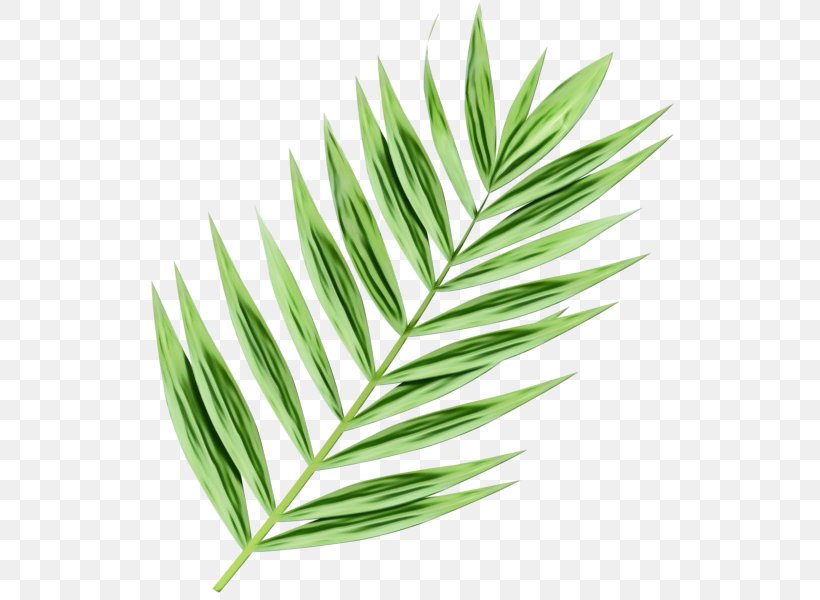 Cartoon Palm Tree, PNG, 536x600px, Palm Trees, Arecales, Flower, Grass, Grasses Download Free