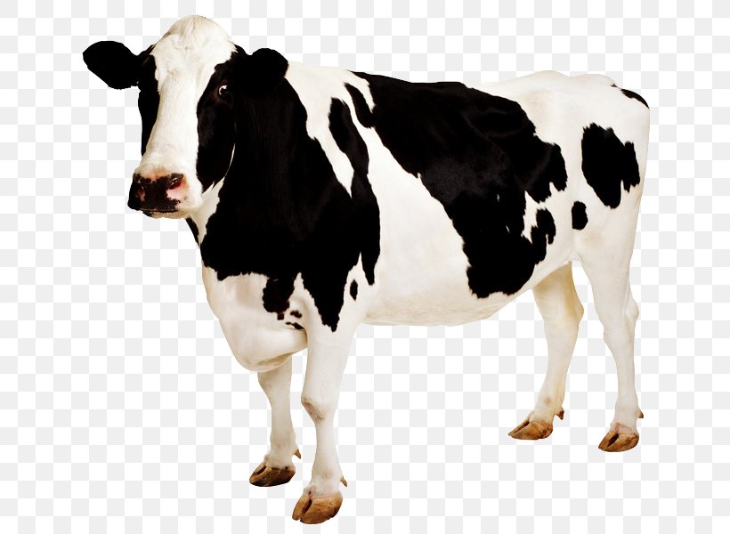 Holstein Friesian Cattle Desktop Wallpaper Sticker, PNG, 685x600px, Holstein Friesian Cattle, Cattle, Cattle Like Mammal, Cow Goat Family, Dairy Download Free
