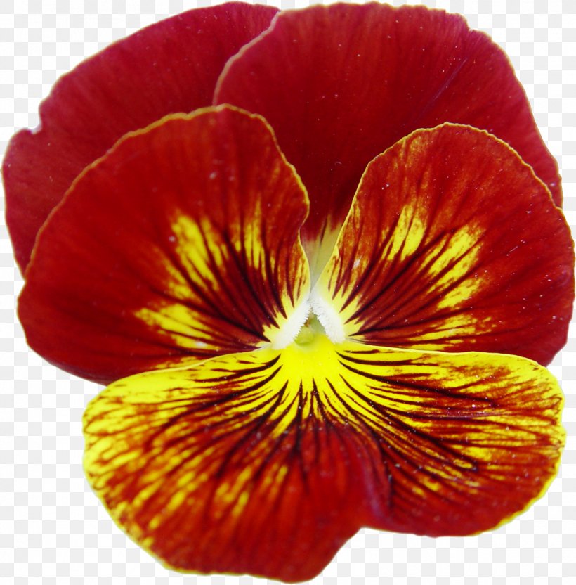 Pansy Annual Plant Close-up, PNG, 1598x1622px, Pansy, Annual Plant, Closeup, Flower, Flowering Plant Download Free