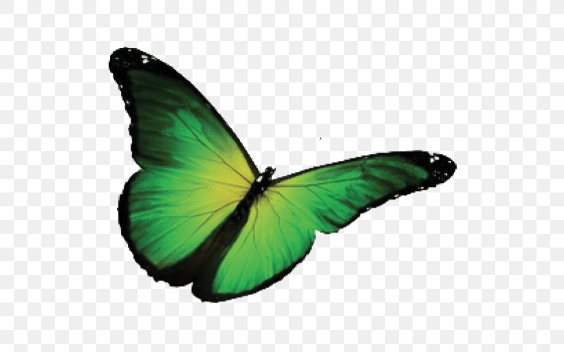 Butterfly Royalty-free Photography Green, PNG, 512x512px, Butterfly, Arthropod, Brush Footed Butterfly, Color, Depositphotos Download Free