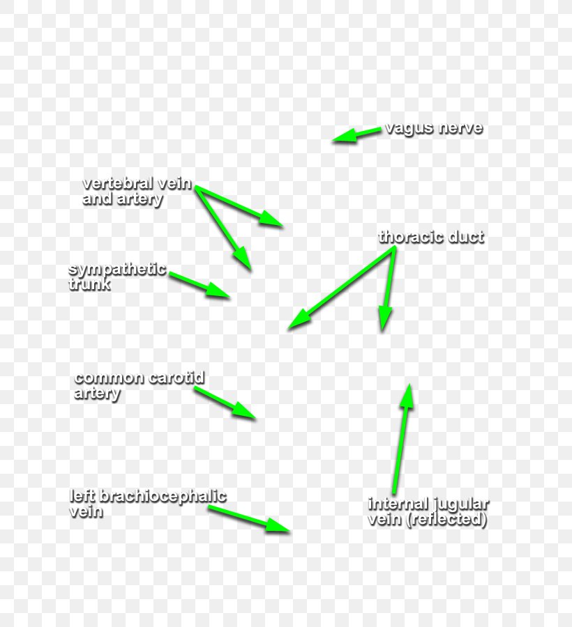 Diagram Line Angle, PNG, 669x900px, Diagram, Area, Grass, Green, Organism Download Free