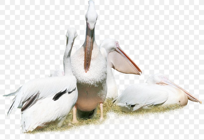 Bird Pelican Duck Crane Animal, PNG, 800x563px, Bird, Animal, Ardea, Beak, Cartoon Download Free