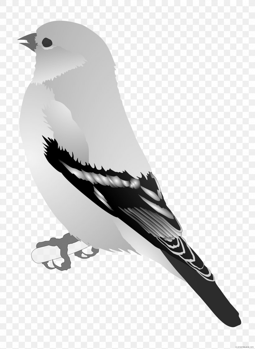 Finches Bird Domestic Canary Clip Art European Goldfinch, PNG, 1751x2400px, Finches, American Goldfinch, Beak, Bird, Black And White Download Free