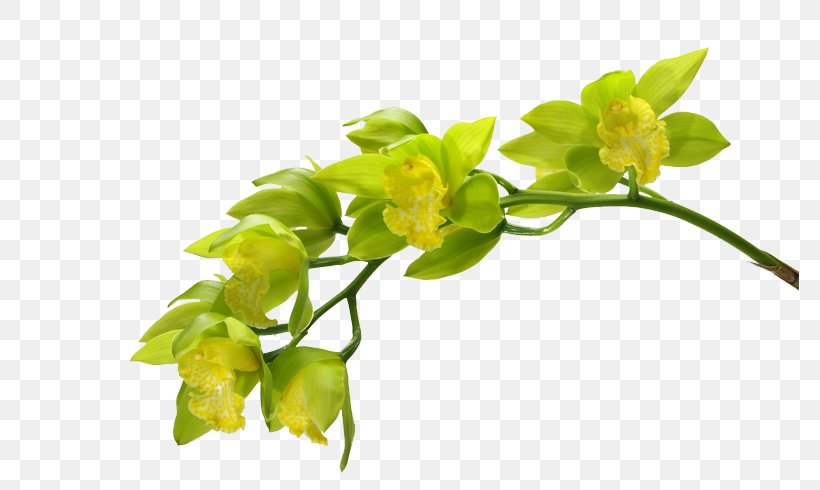 Moth Orchids Green Flower, PNG, 778x490px, Orchids, Boat Orchid, Branch, Bud, Color Download Free