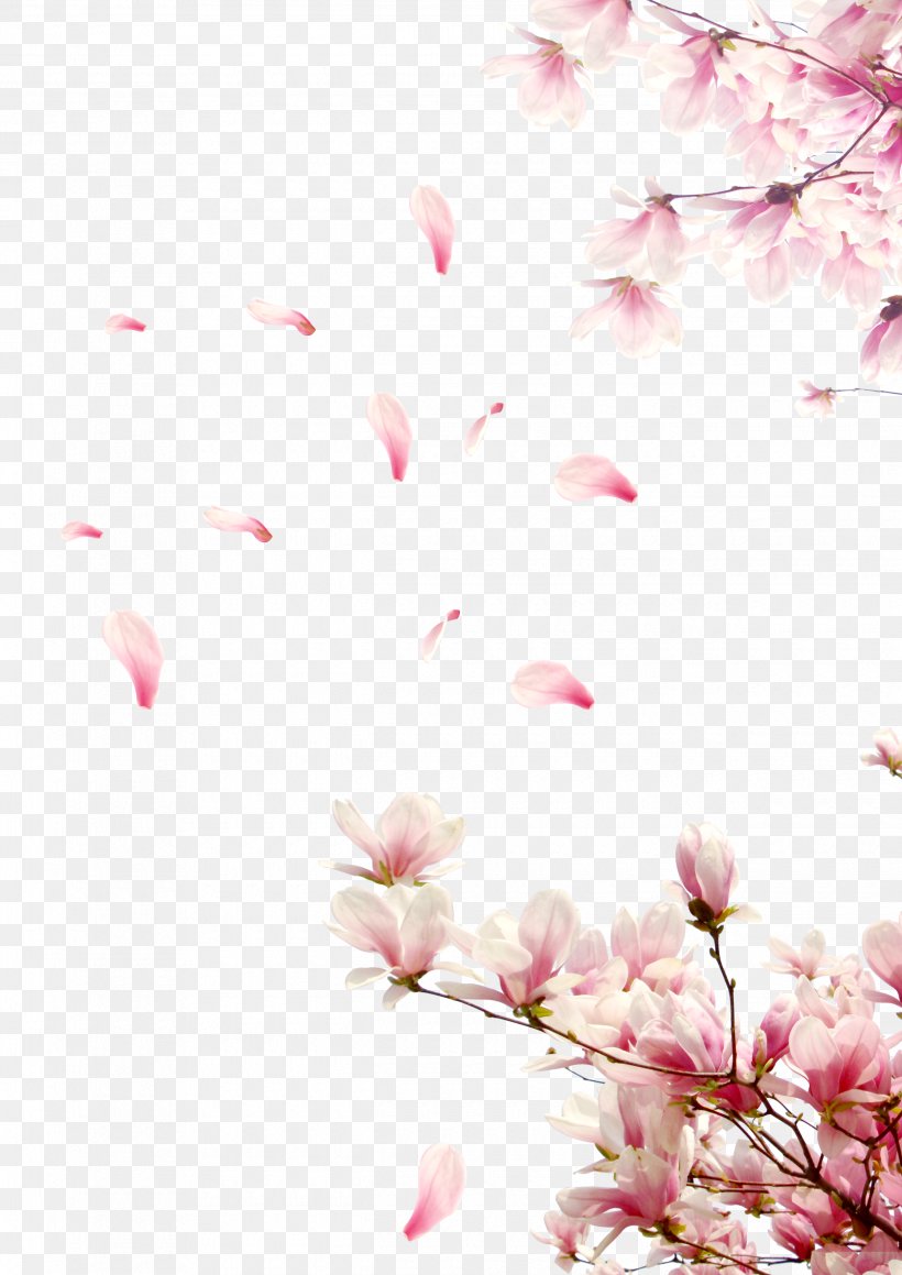 Rose Cherry Blossom, PNG, 2480x3508px, Flower, Blossom, Branch, Cherry Blossom, Color Download Free