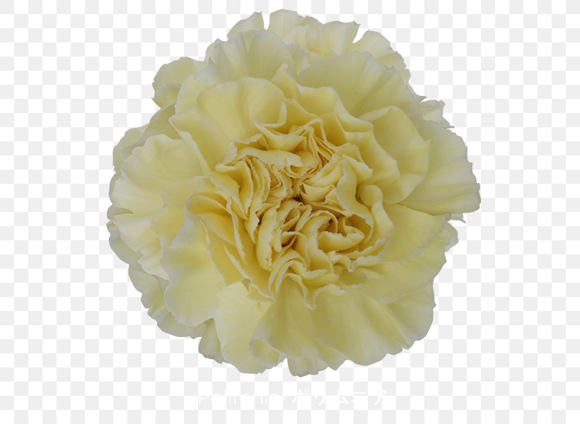 Carnation Centifolia Roses Cut Flowers, PNG, 600x600px, Carnation, Centifolia Roses, Color, Cut Flowers, Floral Design Download Free