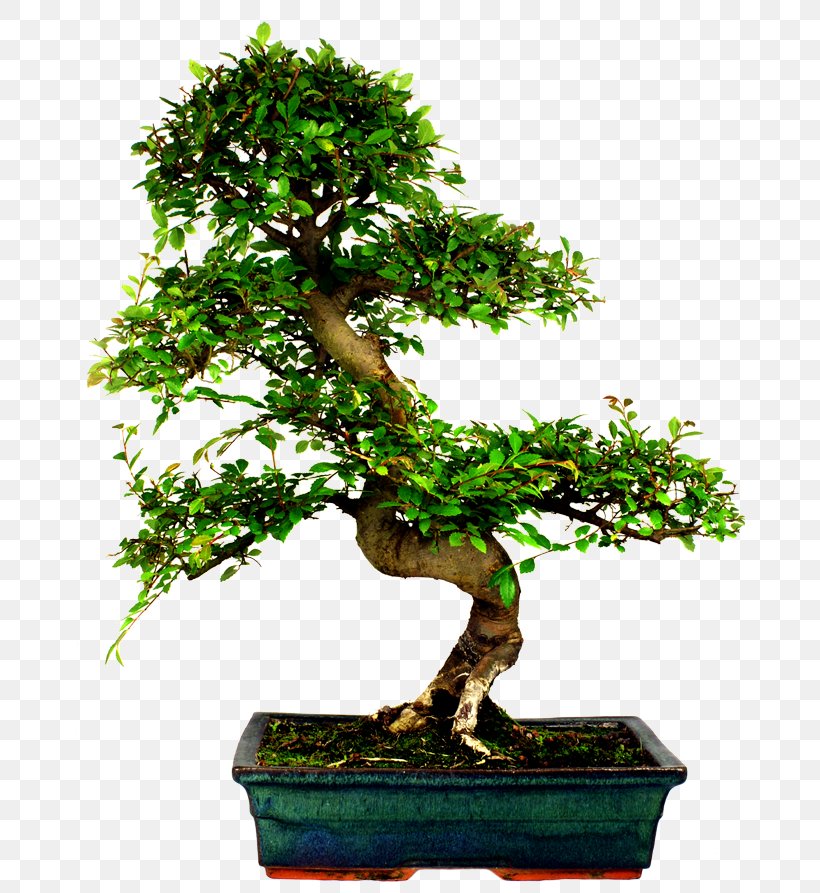 Chinese Elm Bonsai Tree Stock Photography Ulmus Davidiana Var. Japonica, PNG, 670x893px, Chinese Elm, Bonsai, Branch, Elm, Evergreen Download Free