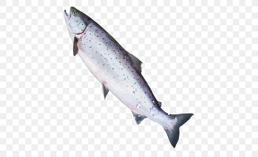 Coho Salmon Trout Website Fish, PNG, 500x500px, Coho Salmon, Atlantic Cod, Atlantic Salmon, Bonito, Bony Fish Download Free