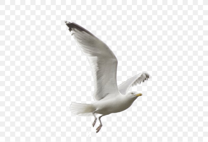 Gulls Bird European Herring Gull Heron Great Black-backed Gull, PNG, 480x561px, Gulls, American Herring Gull, Beak, Bird, Bird Flight Download Free