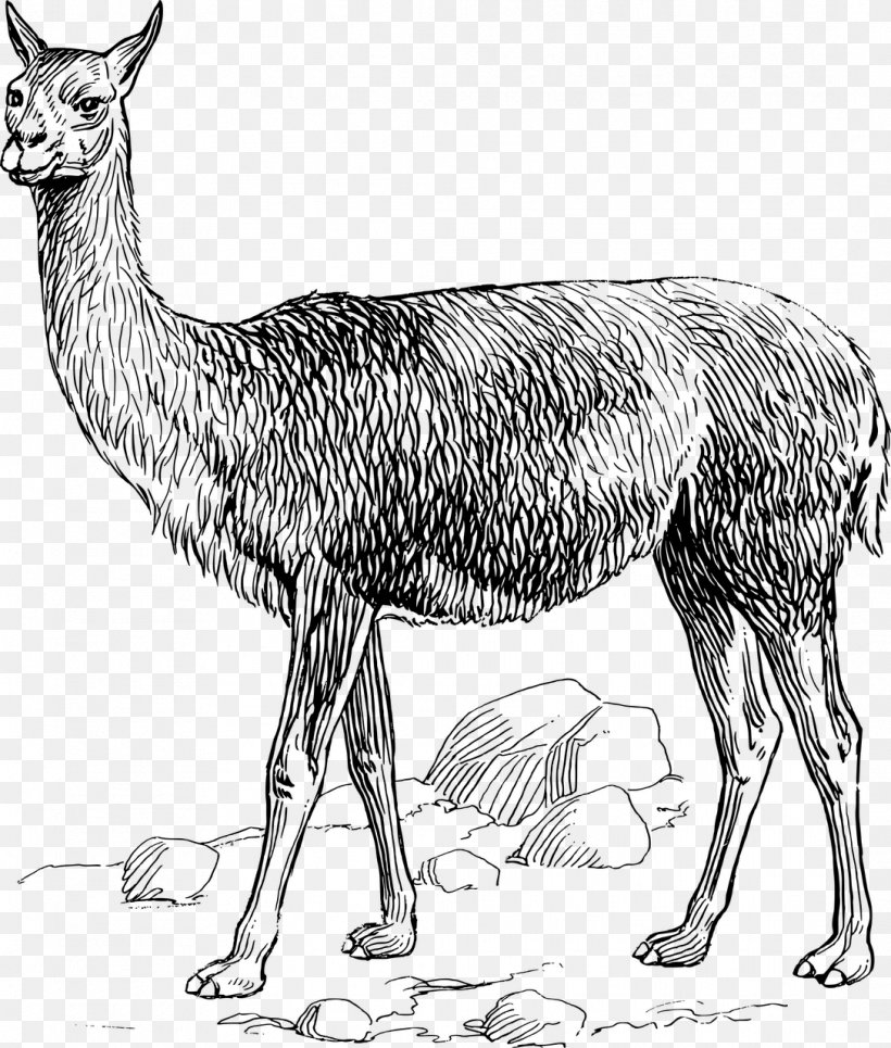 Llama Alpaca Clip Art, PNG, 1087x1280px, Llama, Alpaca, Antelope, Black And White, Camel Like Mammal Download Free