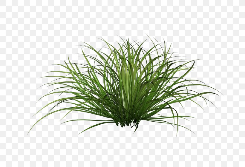 Ornamental Grass Shrub Lawn Clip Art, PNG, 700x560px, Ornamental Grass, Aquarium Decor, Branch, Chinese Fountain Grass, Evergreen Download Free