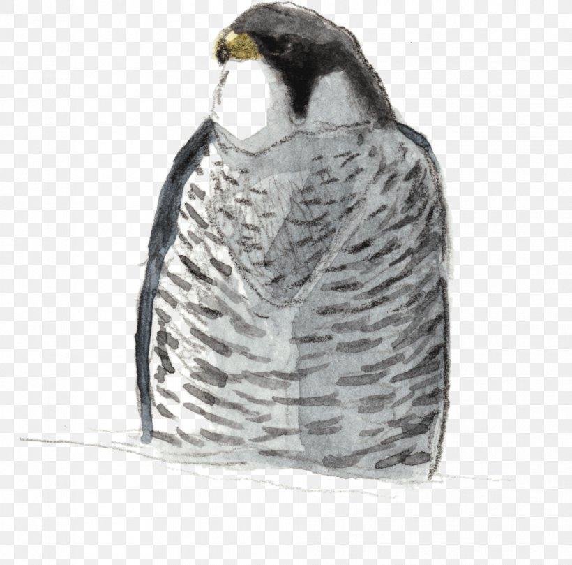Owl Flightless Bird Hawk Beak, PNG, 956x944px, Owl, Beak, Bird, Bird Of Prey, Falcon Download Free