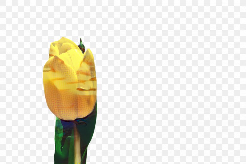 Blossom Flower, PNG, 2444x1632px, Tulip, Blossom, Flora, Flower, Yellow Download Free