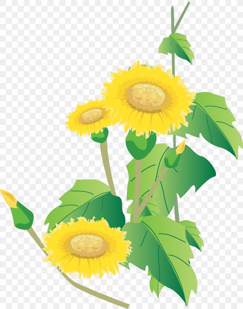 Common Sunflower Sunflower Seed Clip Art, PNG, 946x1200px, Common Sunflower, Cut Flowers, Daisy, Daisy Family, Dandelion Download Free
