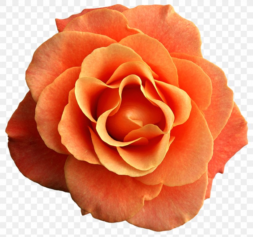 Rose Orange Flower Clip Art, PNG, 884x829px, Rose, Blue Rose, Close Up, Color, Cut Flowers Download Free