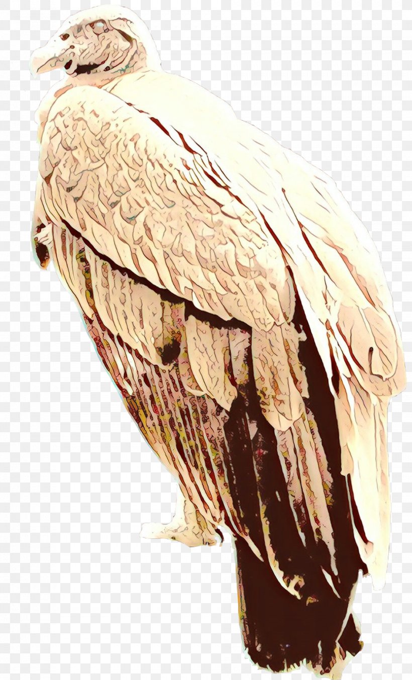 Eagle Vulture Beak Feather, PNG, 943x1556px, Eagle, Accipitriformes, Beak, Bird, Bird Of Prey Download Free