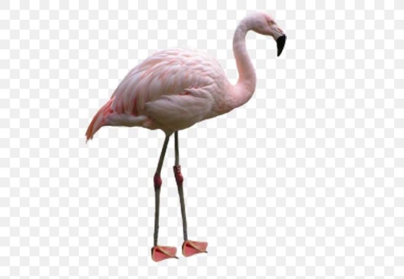 Flamingo Bird Image File Formats, PNG, 600x566px, Flamingo, Beak, Bird, Flamingos, Image File Formats Download Free