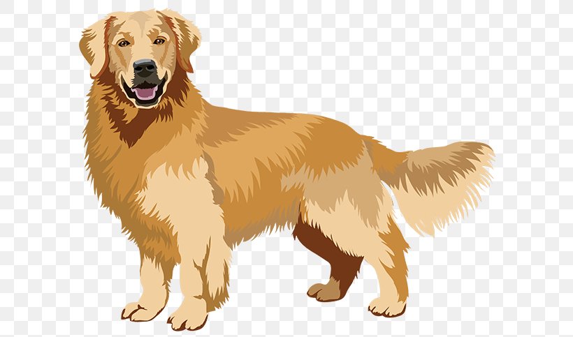 Golden Retriever Nova Scotia Duck Tolling Retriever Ancient Dog Breeds Companion Dog, PNG, 618x483px, Golden Retriever, Ancient Dog Breeds, Black Russian Terrier, Breed, Breed Group Dog Download Free