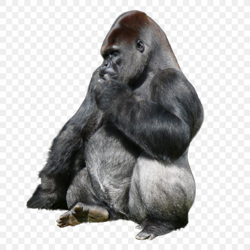 Gorillaz Murdoc Niccals 2-D King Kong Animal, PNG, 1024x1024px, Gorillaz, Animal, Bigfoot, Gorilla, Graffiti Download Free