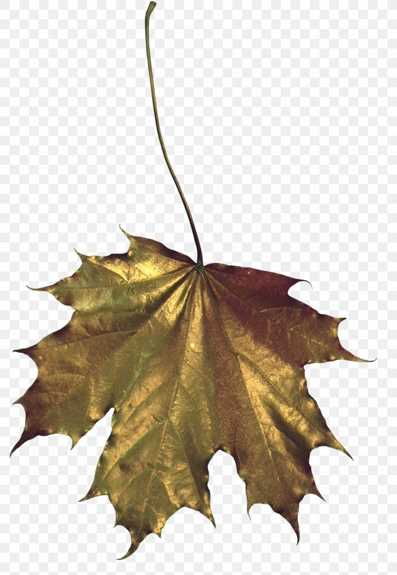 Maple Leaf Drawing, PNG, 1106x1600px, Maple Leaf, Drawing, Information, Leaf, Photography Download Free