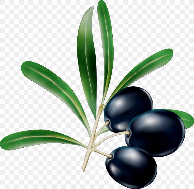 Product Fruit Tree, PNG, 4206x4099px, Fruit, Berry, Flower, Flowering Plant, Grass Download Free