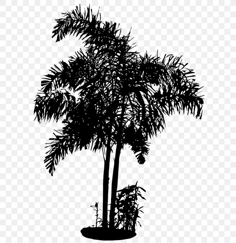 Asian Palmyra Palm Date Palm Flowerpot Palm Trees Houseplant, PNG, 609x841px, Asian Palmyra Palm, Arecales, Blackandwhite, Borassus, Borassus Flabellifer Download Free