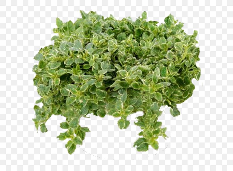 Curly Kale Chou Naked Food Herbs & Spices, PNG, 800x600px, Curly Kale, Animal Source Foods, Aquarium Decor, Basil, Breckland Thyme Download Free